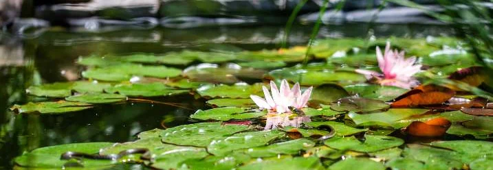 Zwei Seerosen auf einem Teich